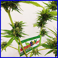 zdjęcia upraw marihuany, seedbay foto galeria