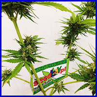 thc-thc, thc, zdjęcia, galeria, marihuany, konopi, cannabis, nasiona marihuany